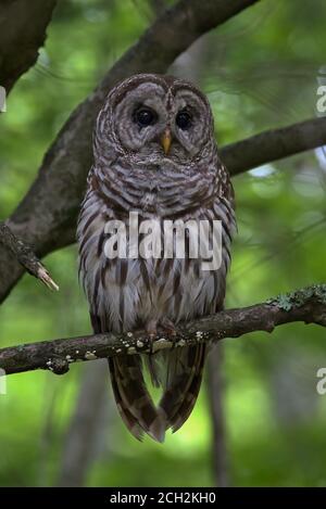 Hibou barré perché sur la branche dans la faune nationale des Grands marais Refuge Banque D'Images