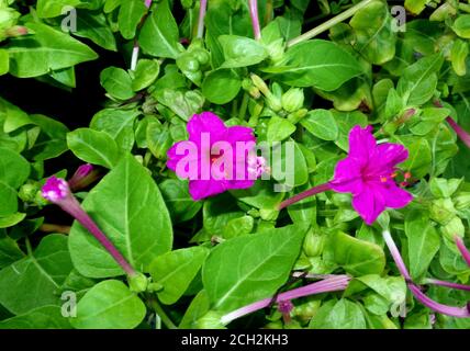 Mirabilis jalapa (fleur de quatre heures) gros plan Banque D'Images