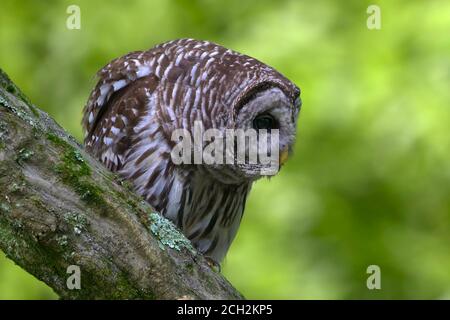 Hibou barré perché sur la branche dans la faune nationale des Grands marais Refuge Banque D'Images