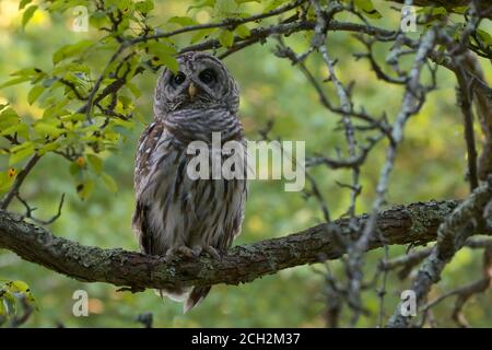 Hibou barré perché sur la branche dans la faune nationale des Grands marais Refuge Banque D'Images