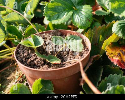 Propager les fraises des coureurs de plantes en les raclant dans un pot Banque D'Images