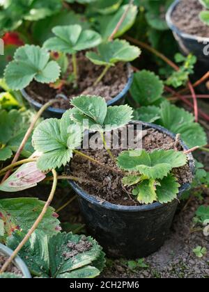 Propager les fraises des coureurs de plantes en les raclant dans un pot Banque D'Images