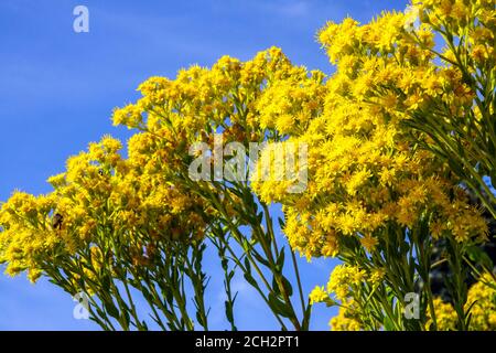 Rigide Goldenrod Solidago rigida Banque D'Images