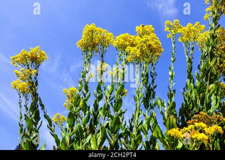 Rigide Goldenrod usine de Solidago rigida Banque D'Images