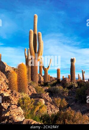 Vue panoramique sur les cactus dans le désert d'Uyuni. Cactus géants. Cactus géant contre ciel bleu. Isla Incahuasi, Bolivie. Désert aride. Île de plantes cactus. Banque D'Images