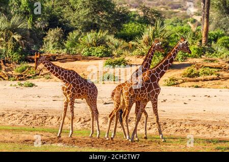 Trois girafes réticulés (Giraffa camelocardalis reticulata), faune et flore vues en vacances safari dans la réserve nationale de Samburu, Kenya, Afrique Banque D'Images