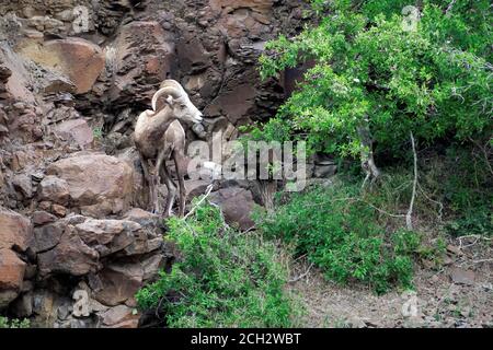 Mouflons mâles (Ovis canadensis) sur des falaises de basalte au-dessus de la rivière John Day, dans le centre nord du désert de l'Oregon, Oregon, États-Unis Banque D'Images