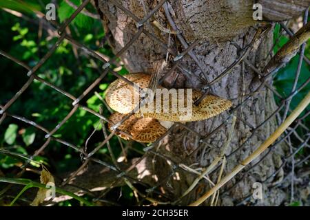 La selle de Dryad ou le champignon du dos du faisan (Polyporus squamosus) qui pousse dans une clôture à chaînette à côté de la piste cyclable, Ottawa (Ontario), Canada. Banque D'Images