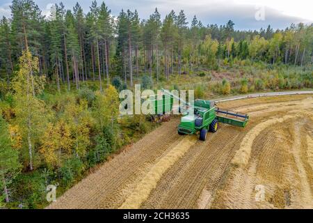 Tir de drone aérien de la moissonneuse-batteuse en action sur le côté champ de petit blé, déchargement des grains. Forêt de pins sur le côté, vue arrière. Campagne, Suède Banque D'Images