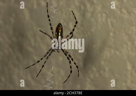 Une araignée de jardin noire et jaune, Argiope aurantia, dans sa toile, vue ventrale Banque D'Images