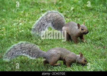 Écureuils gris de l'est dans l'herbe en été