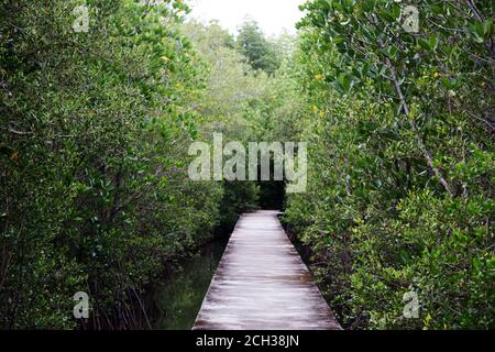 Promenade sur la forêt de mangroves dans le parc naturel public en Thaïlande Banque D'Images