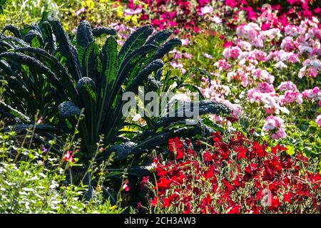 Fleurs de septembre Rouge nicotiana Brassica Nero di Toscana rose pélargonium coloré fleurs kale jardin Brassica oleracea acephala kale Palmifolia Banque D'Images