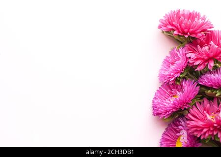 Magnifique bouquet de fleurs d'asters roses sur fond blanc. Fleurs luxuriantes. Placer pour le texte. Pose à plat Banque D'Images