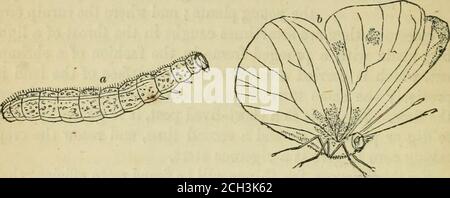 . Le jardin de la maison américaine . Taille naturelle. Une fois en une série d'années, en particulier dans certaines localités, les sauterelles deviennent un fléau résistant, consommant chaque culture jeune; Mais pendant les saisons ordinaires, le jardin est peut-être en défense - 104 AMERICAN HOME GARDEN. débarassé contre eux en les conduisant sans cesse avec du sable, retransmis sur les cultures aussi souvent qu'ils sont attaqués, aidé par des bêtes, en particulier des couvées de jeunes dindes, qui prospèrent sur eux. LARV^ OU VERS. VERS DE CHOU. Figure CS. LABOEB CHOU WOEM, AVEC SON PARENT BITTTEEFLY.. «, larve; b, Colias Philodice.Fig. C9. PLUS PETIT OABBAOG WORM Banque D'Images
