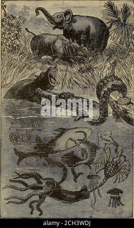 . Explorations et aventures dans les fards d'Afrique ; . y concernant les caractéristiques physiques du continent. Whilejealousy a, bien sûr, été excité de la part de leurs amis, et de nombreuses revendications absurdes ont été faites, les hommes eux-mêmes ont beencomparativement libéré de cet esprit mesquin. Stanley a été douté, a été appelé en question, et il y avait ces whcat d'abord mécru qu'il avait jamais vu Livingstone, mais quand ils campent obtenir la preuve de son triomphe merveilleux, qui ne pouvait pas somnied, ils ont gracieusement cédé et lui ont donné la louange sans réserve méritée. De ceci Banque D'Images