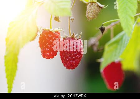 Framboises mûres rouges poussant dans le jardin biologique de la maison Banque D'Images