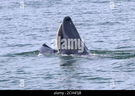 Baleine de Bryde ou baleine d'Eden dans le golfe de Thaïlande Banque D'Images