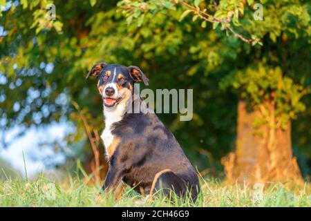 L'Appenzeller mountain chien assis dans l'herbe en plein air Banque D'Images