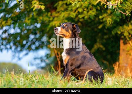 L'Appenzeller mountain chien assis dans l'herbe en plein air Banque D'Images