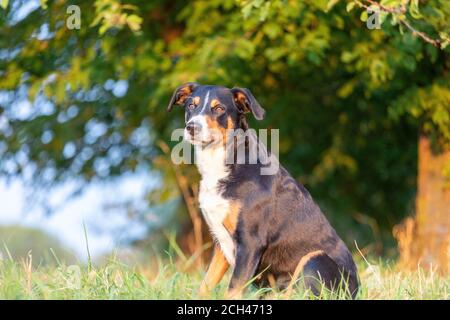 L'Appenzeller mountain chien assis dans l'herbe en plein air Banque D'Images