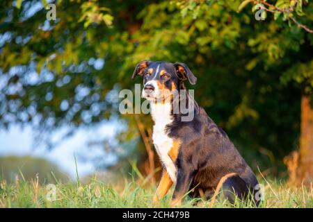 L'Appenzeller mountain chien assis dans l'herbe en plein air Banque D'Images