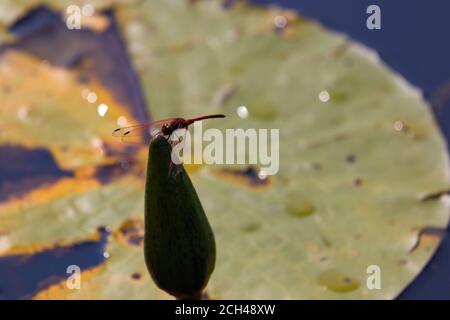 Libellule à motif rouge perchée sur une ampoule à fleurs de nénuphars (Trithemis artériosa) Banque D'Images