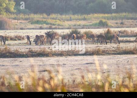 Un cerf de sexe masculin avec son troupeau de cerfs de sexe féminin dans le processus de belling pendant la saison d'accouplement. Parc naturel de Marismas del Rocio dans le parc national de Donana à Banque D'Images