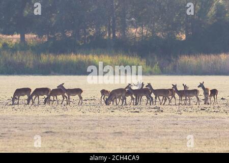 Un cerf de sexe masculin avec son troupeau de cerfs de sexe féminin dans le processus de belling pendant la saison d'accouplement. Parc naturel de Marismas del Rocio dans le parc national de Donana à Banque D'Images