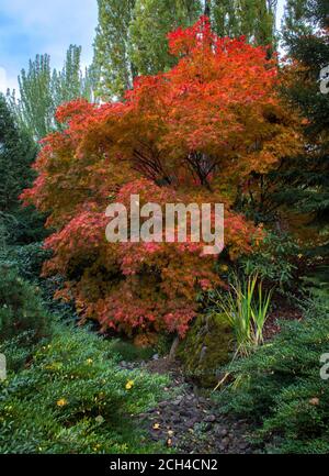 Les érables sont de couleur automnale au Kubota Japanese Garden, à Seattle, dans l'État de Washington Banque D'Images