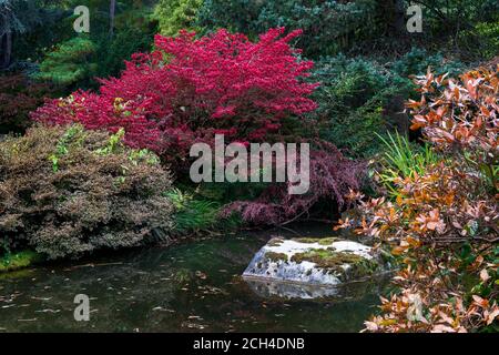 Étang à poissons entouré d'une étonnante variété de mauves japonaises en couleur d'automne, à Kubota Japanese Gardens, Seattle, Washington Banque D'Images