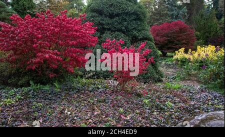 Les érables sont de couleur automnale au Kubota Japanese Garden, à Seattle, dans l'État de Washington Banque D'Images