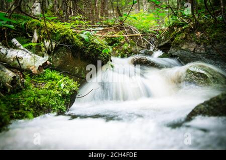 Rivière mystique en cascade dans la forêt Banque D'Images