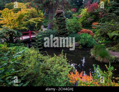 Passerelle étang entouré d'érables dans la couleur de l'automne, à l'occasion des Jardins Japonais, Seattle, Washington Banque D'Images