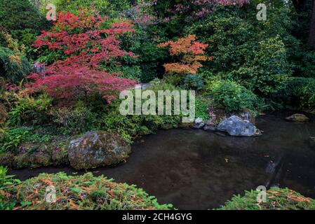 Étang à poissons entouré d'une étonnante variété de mauves japonaises en couleur d'automne, à Kubota Japanese Gardens, Seattle, Washington Banque D'Images