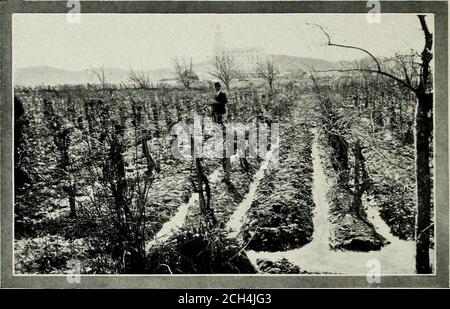 . Un aperçu de l'Utah, ses ressources, son attraction et ses merveilles naturelles /by Edward F. Colborn . F UTAH page trente Q sous la surveillance d'un conseil d'État de l'horticulture, la culture fruitée dans l'Utah devient une occupation la plus rentable. Bymany, il est porté exclusivement, et à Brigham City, les expéditions annuelles de fraises et de fruits d'arbre regroupent de nombreuses caisses. Les lois de l'Utah favorisent l'horticulture, et la pulvérisation des arbres et des vignes pour la destruction des ravageurs est rendue obligatoire. L'État peut, dans ces conditions favorables, regarder confidentlyto l'avenir pour les rendements importants de recettes fr Banque D'Images