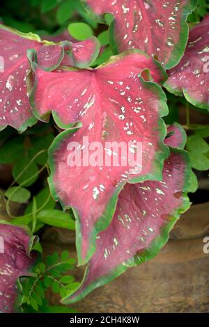Belles feuilles de Caladiun spp. Sur fond naturel. Le Caladium est un genre de plantes à fleurs de la famille des Araceae. Ils sont souvent connus par la co Banque D'Images