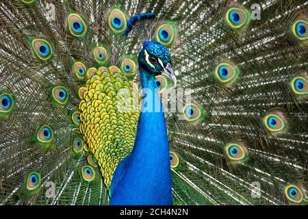 Gros plan d'un petit personnage coloré. Image Peacock. Banque D'Images