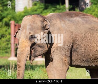 Un seul éléphant avec des oreilles de disquettes mangeant du foin au zoo national Smithsonian à Washington, DC Banque D'Images