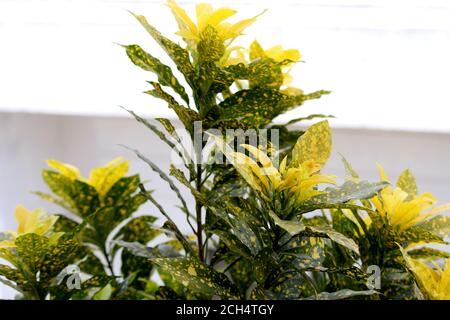 gold dust croton usine fond Banque D'Images