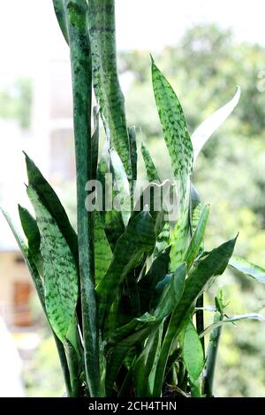 Feuilles vertes de Sansevieria trifasciata, Snake plante ou mère-en-lois langue fond Banque D'Images