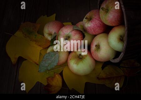 Gros plan sur des pommes croustillantes au miel de Apple Hills, en Californie du Nord, à l'intérieur d'un seau en bois sur une table en bois recouverte de feuilles de coton jaune ag Banque D'Images