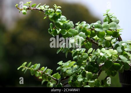 plante de jade, plante de crassula. Plantes de l'argent avec des feuilles juteuses. Maison plantes en pot décoratives. Banque D'Images