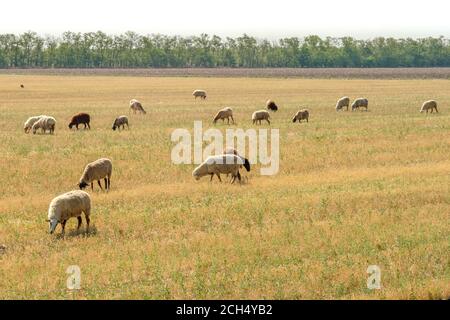 Un troupeau de moutons se grise dans la steppe sèche. Chaud ensoleillé jour d'été. Élevage traditionnel de bovins. Banque D'Images