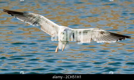 Goéland argenté Larus argentatus Costa Ballena Cadix Espagne Banque D'Images