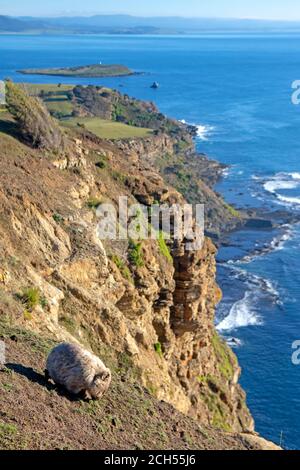 Wombat au-dessus des falaises fossiles sur l'île Maria Banque D'Images