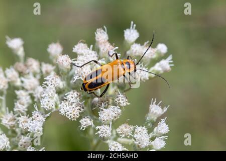 Goldenrod Soldier Beetle dans la zone de conservation du comté de Lee à Montrose, Iowa Banque D'Images