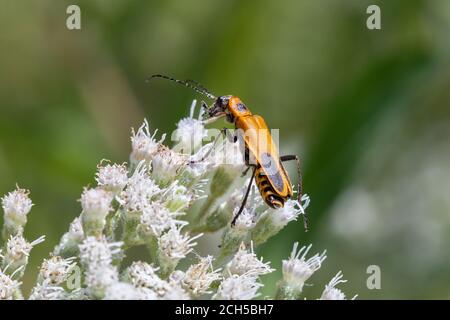 Goldenrod Soldier Beetle dans la zone de conservation du comté de Lee à Montrose, Iowa Banque D'Images