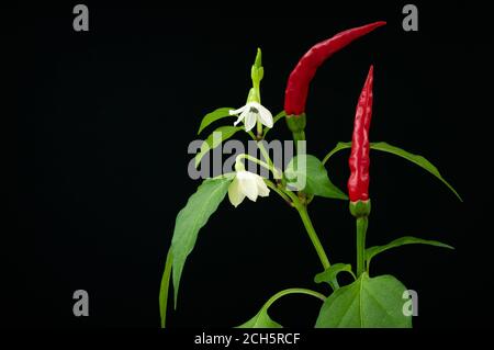 Branche de piment rouge avec fleurs, fruits et feuilles sur fond noir. Banque D'Images