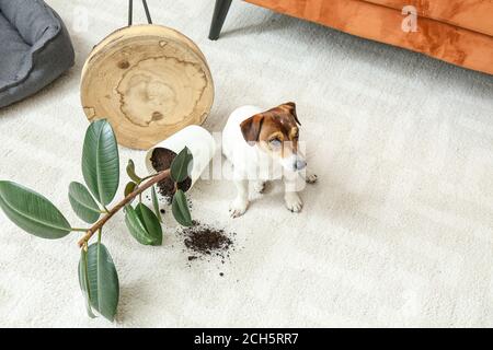 Chien méchant assis sur la moquette près de la maison renversée Banque D'Images